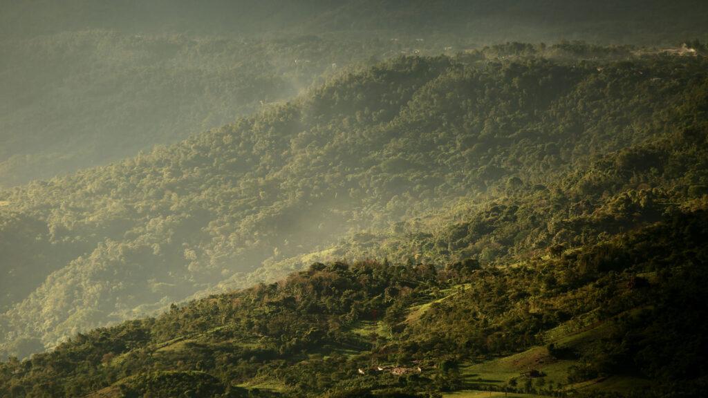 Comment les arbres transforment la culture du café en Éthiopie