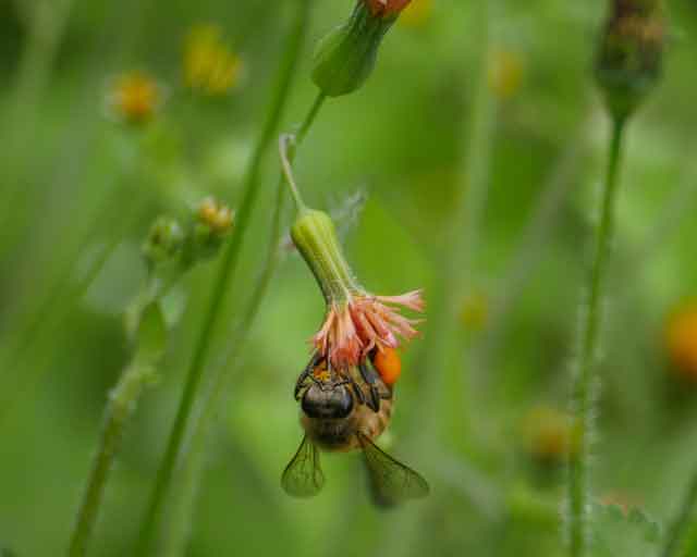 Unlocking Biodiversity: Key Insights from PUR’s Agroforestry Initiatives
