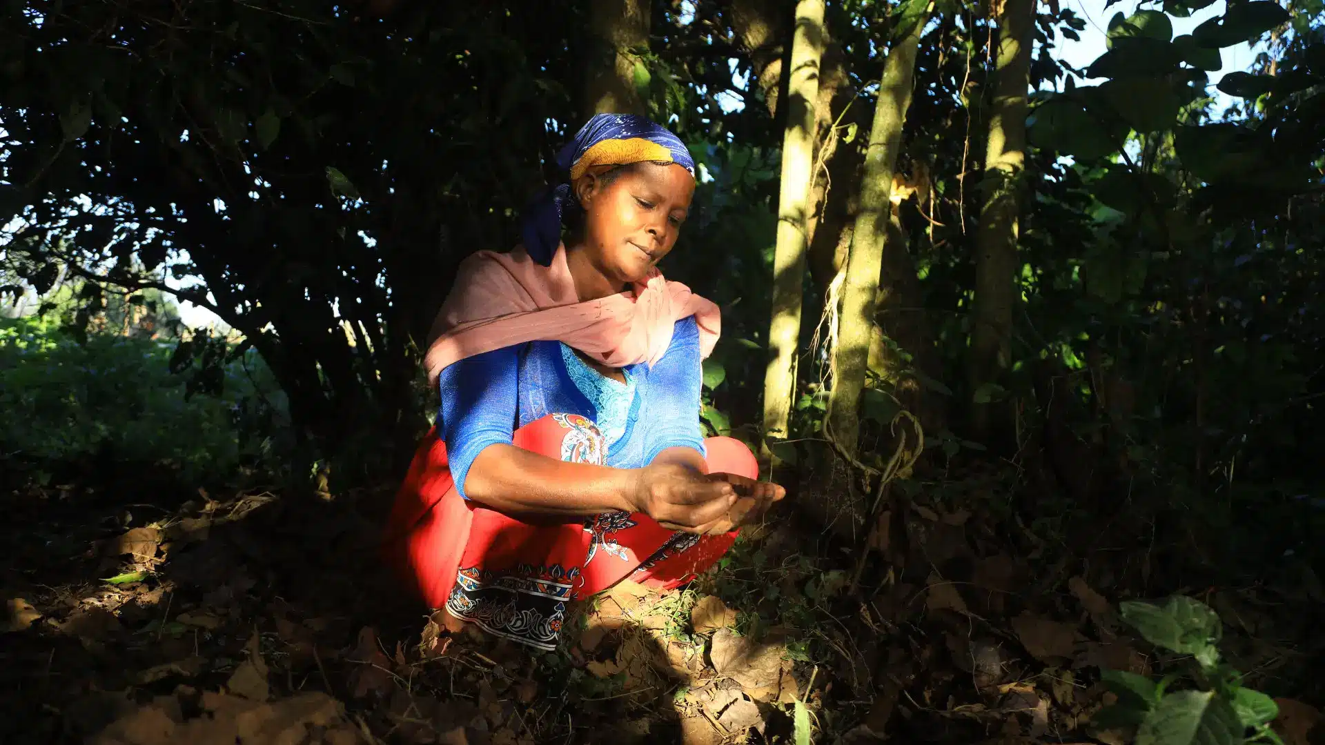 Zemenay’s Story: How agroforestry changed one woman’s farm